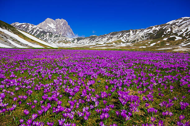 Fresh Saffron Fields